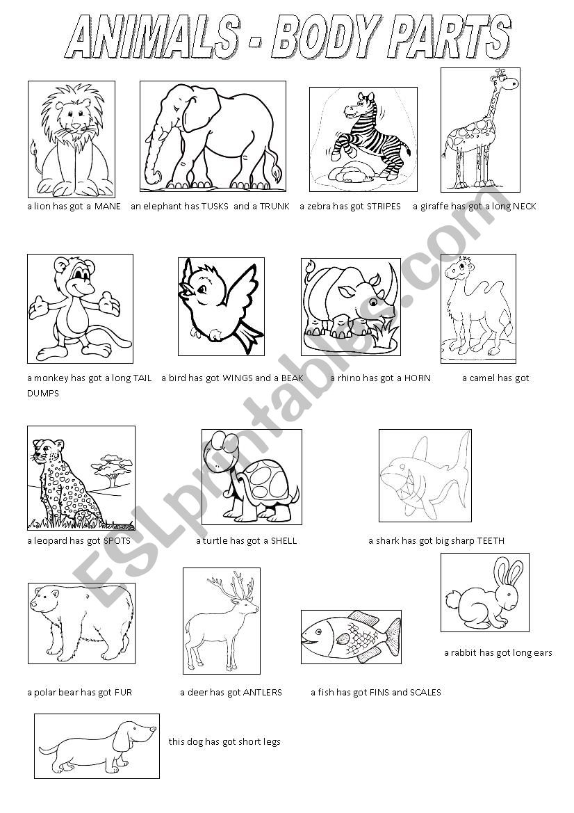 ANIMALS - BODY PARTS worksheet