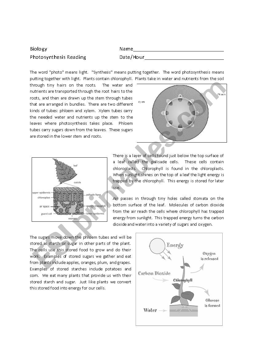 Photosynthesis Reading Comprehension