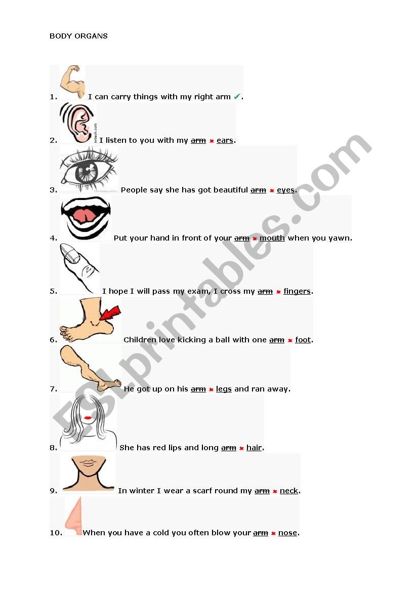 Body Organs worksheet