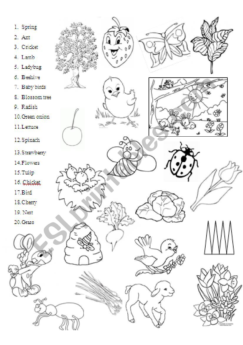 Spring worksheet