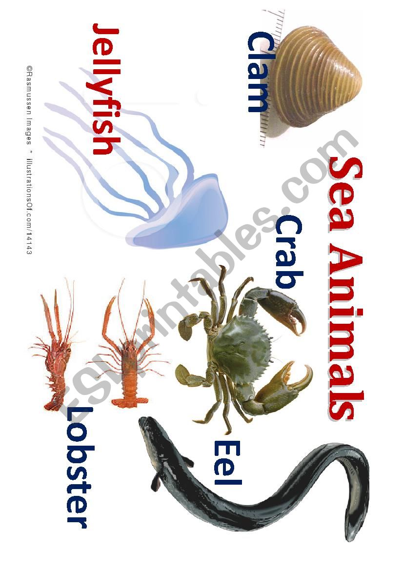 Sea animal worksheet