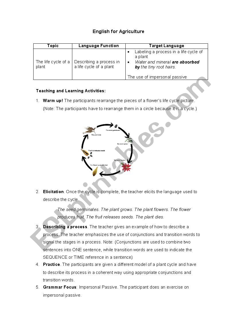 The Life Cycle of a Plant worksheet
