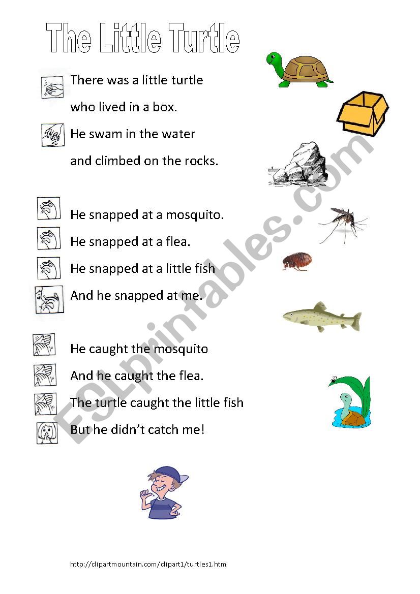 The Little Turtle worksheet