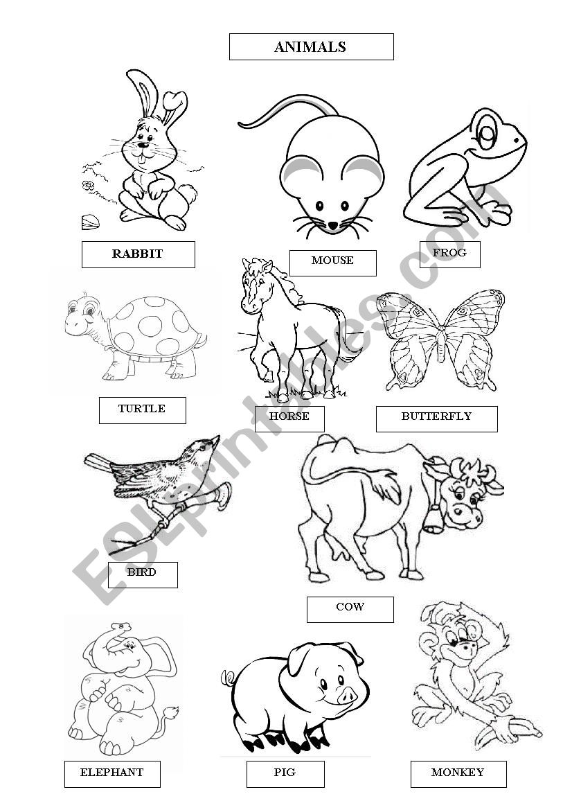 ANIMALS worksheet