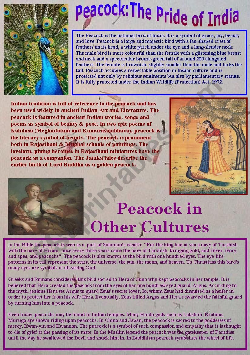 Peacock: The Pride of India worksheet