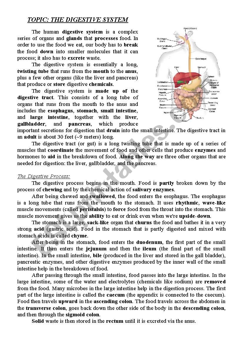 Digestive system worksheet