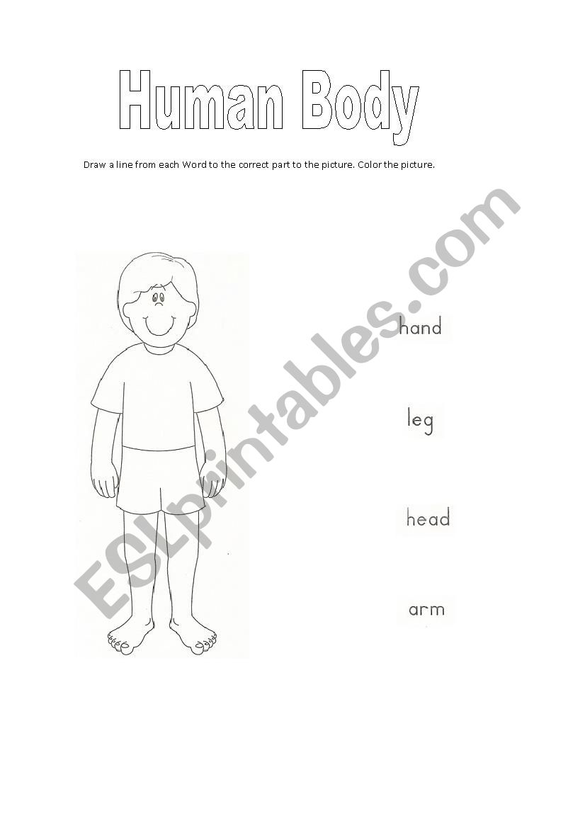 body  worksheet