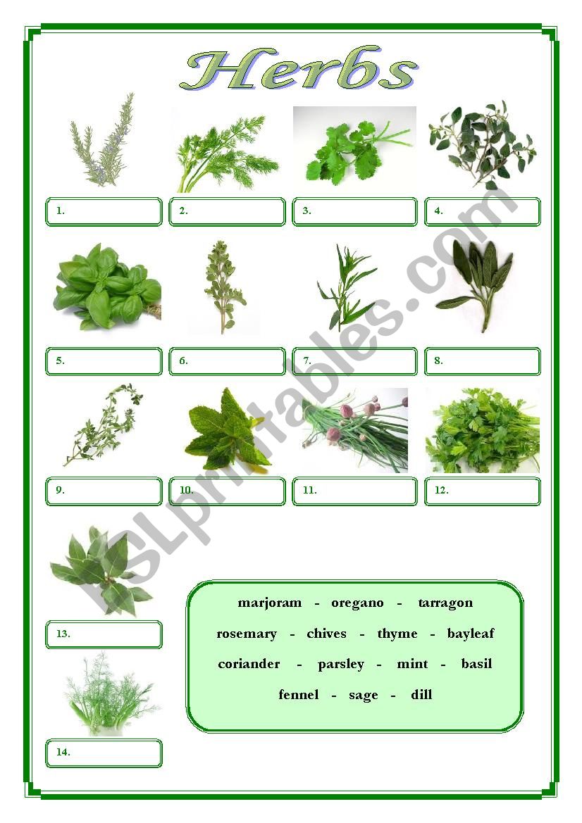 Herbs worksheet