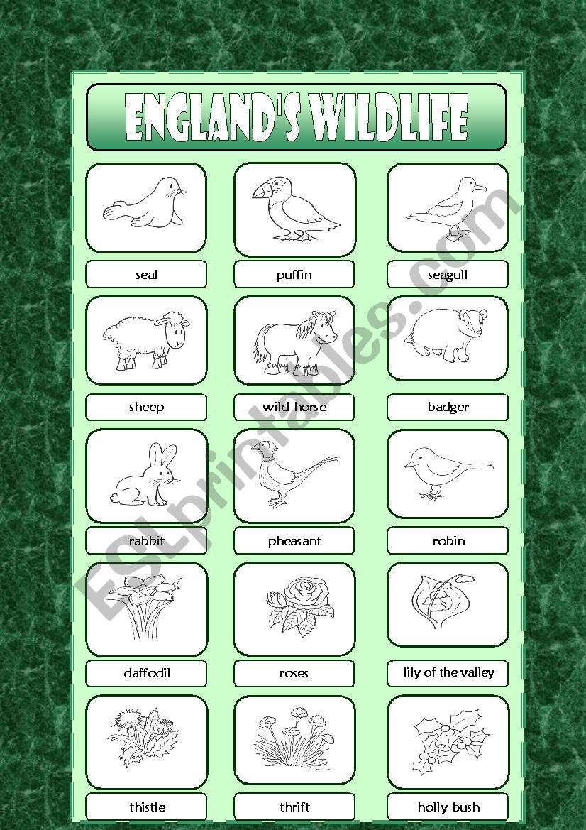 Englands Wildlife worksheet