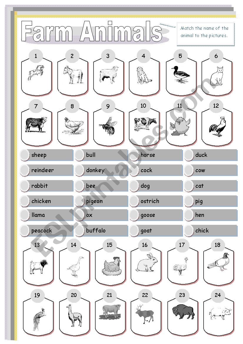 Farm Animals. Matching. worksheet