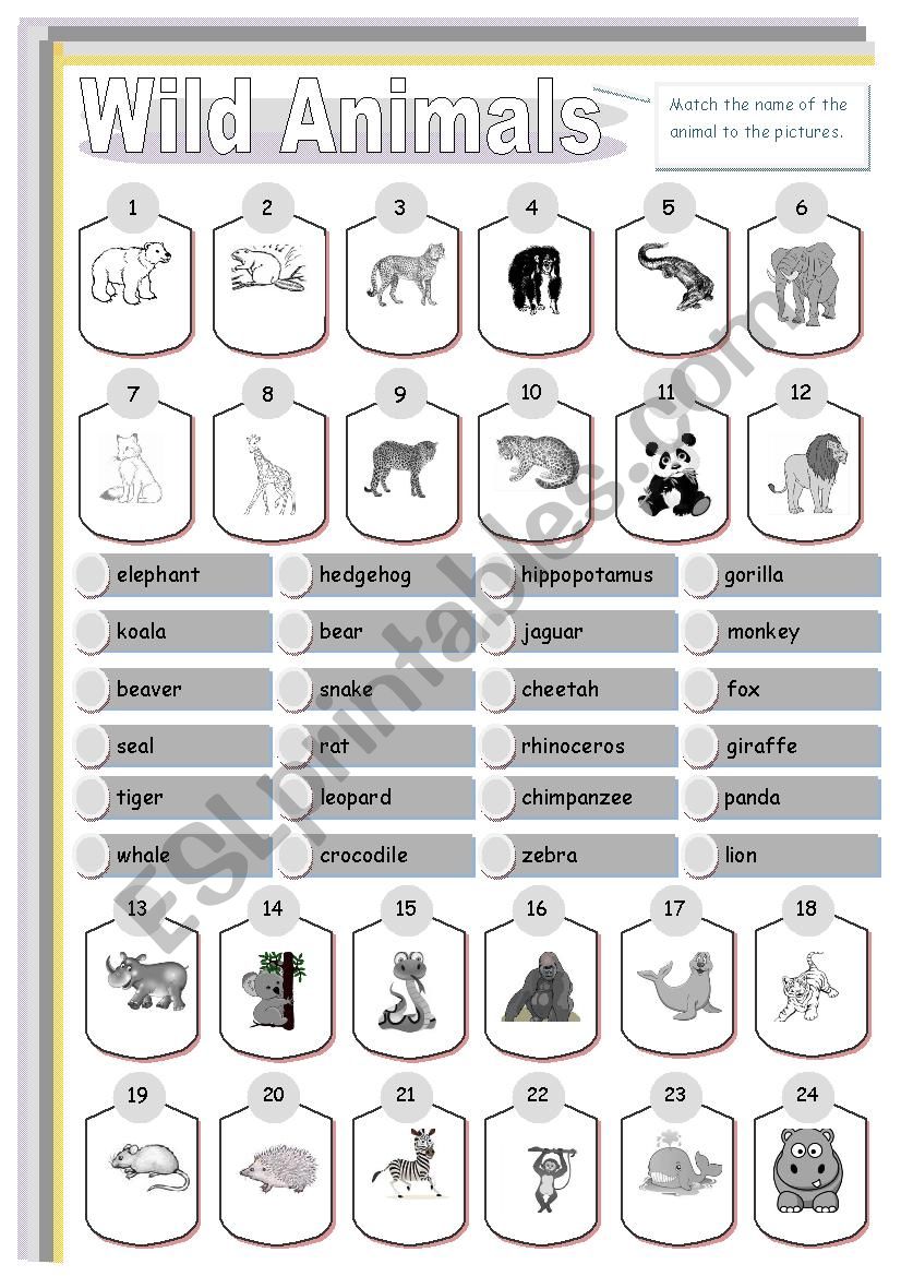 Wild animals. Matching. worksheet