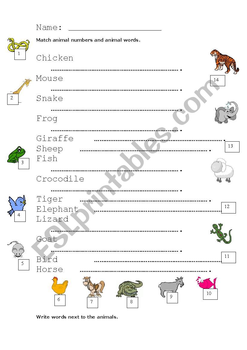 Cambridge Starters - Animals worksheet