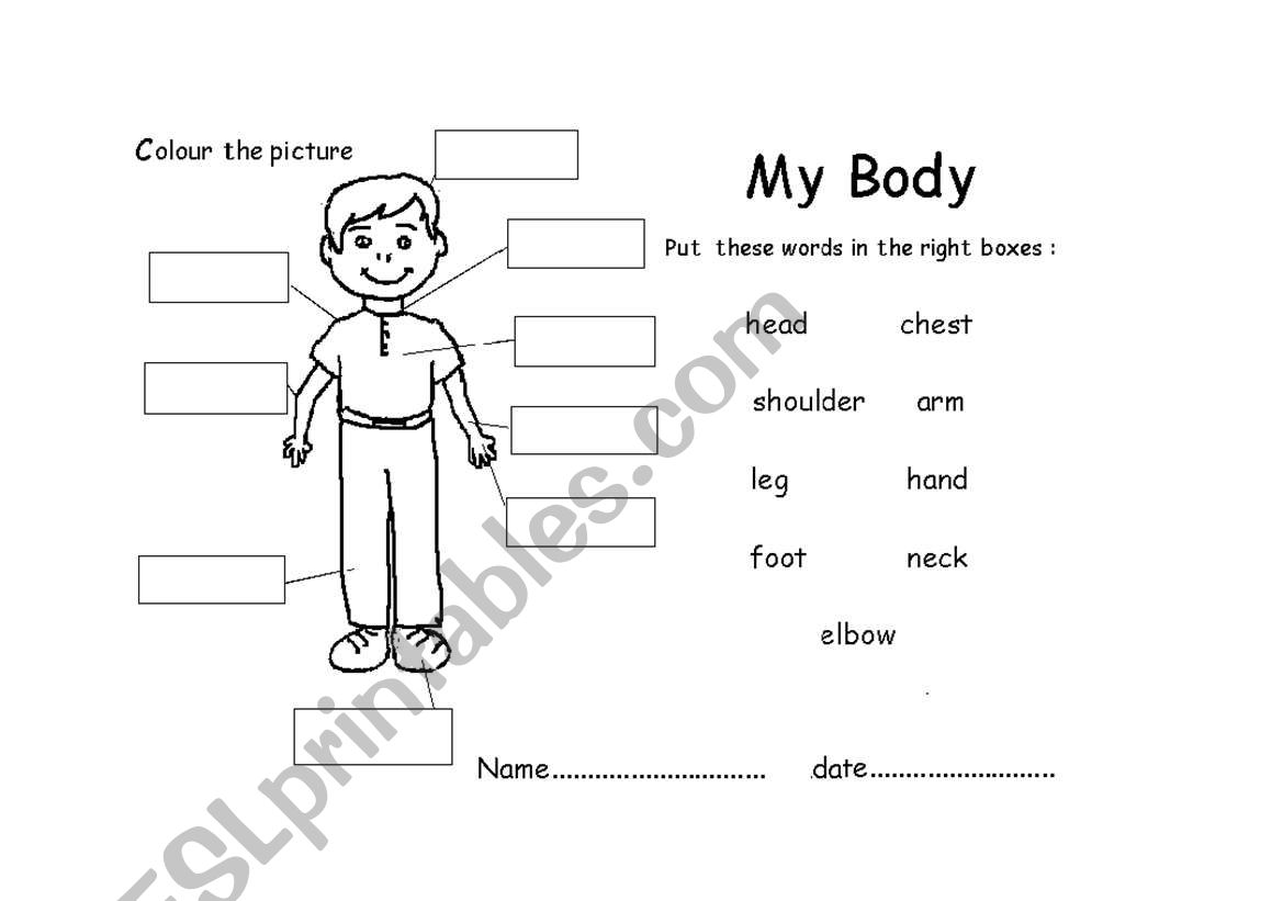 My body worksheet