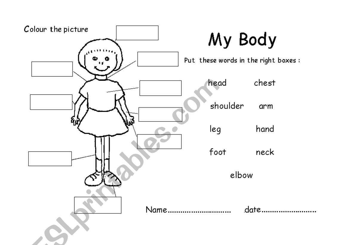 my body worksheet