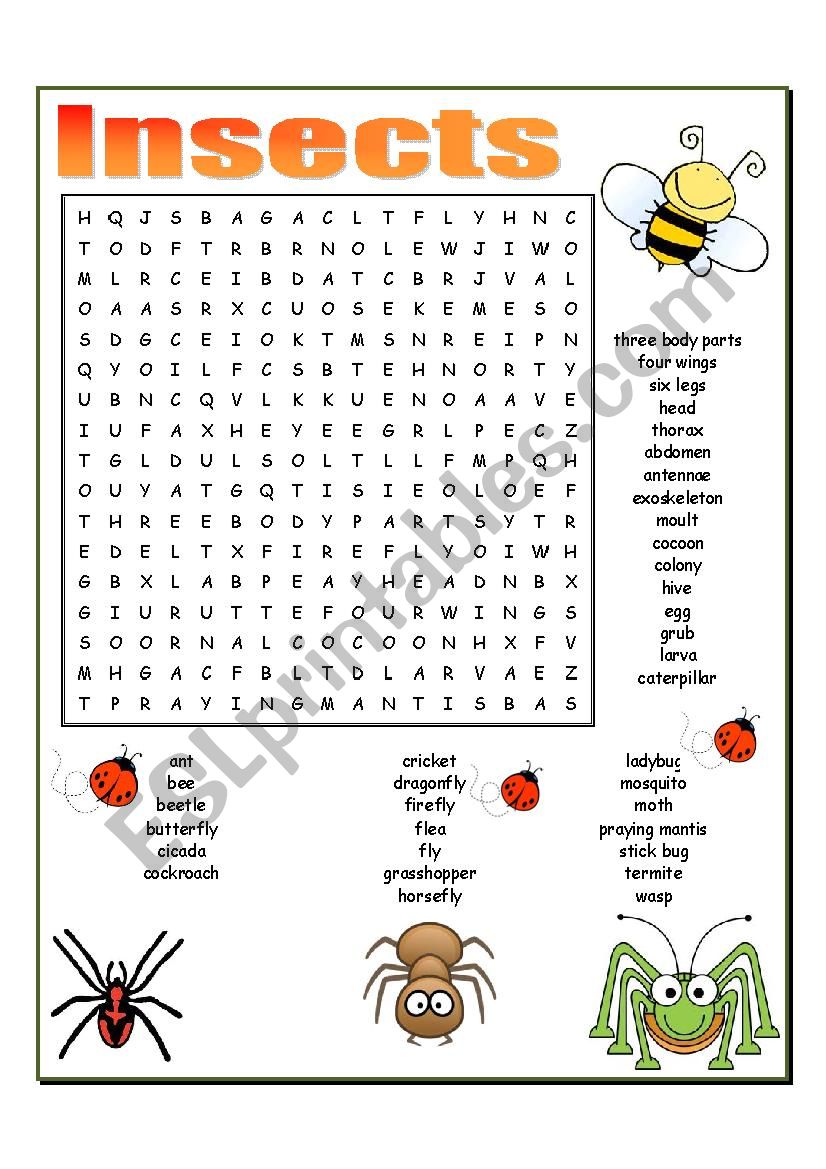 INSECTS worksheet