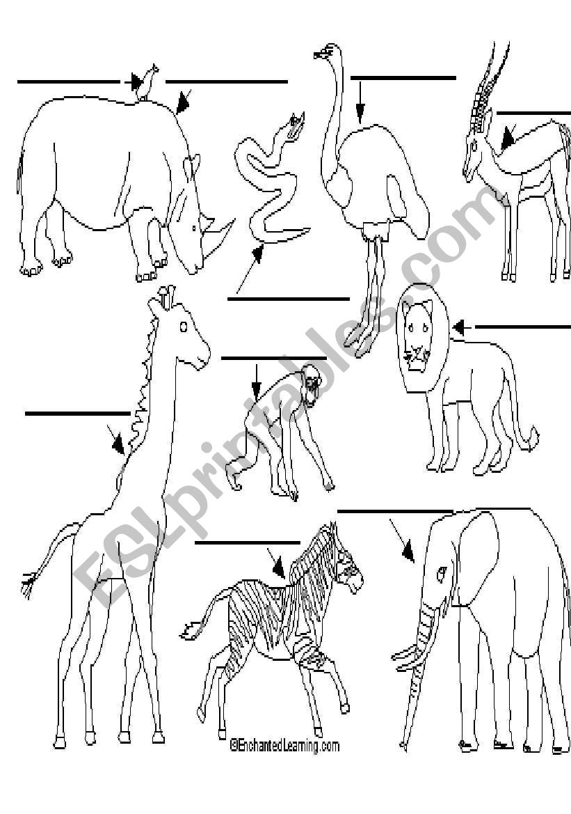 animals worksheet