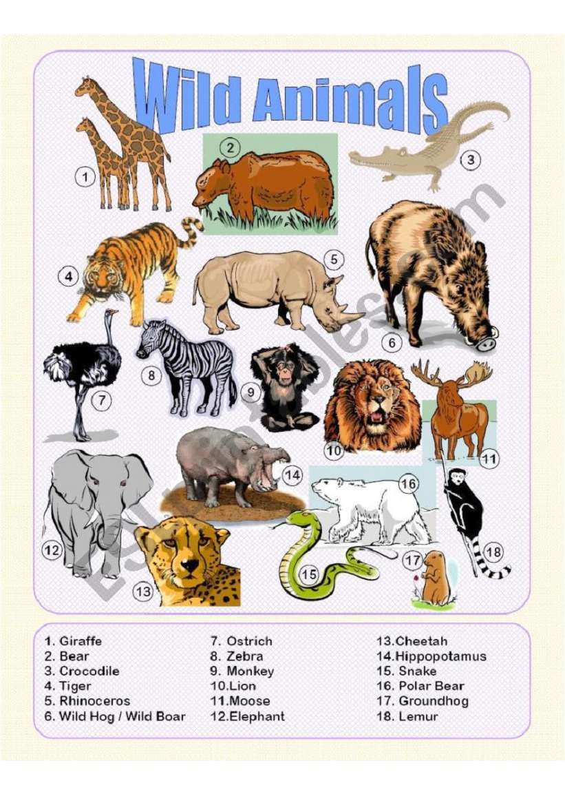 Wild Animals - Picture Dictionary