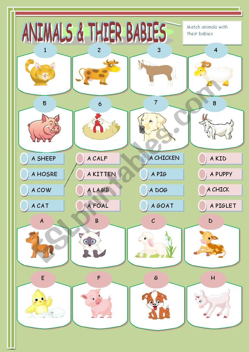Animals & their babies worksheet