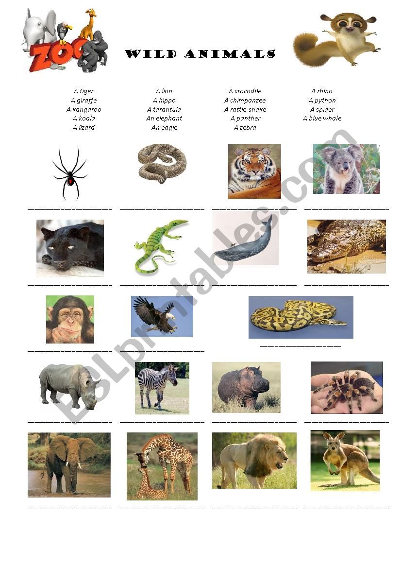 Wild animals vocabulary worksheet