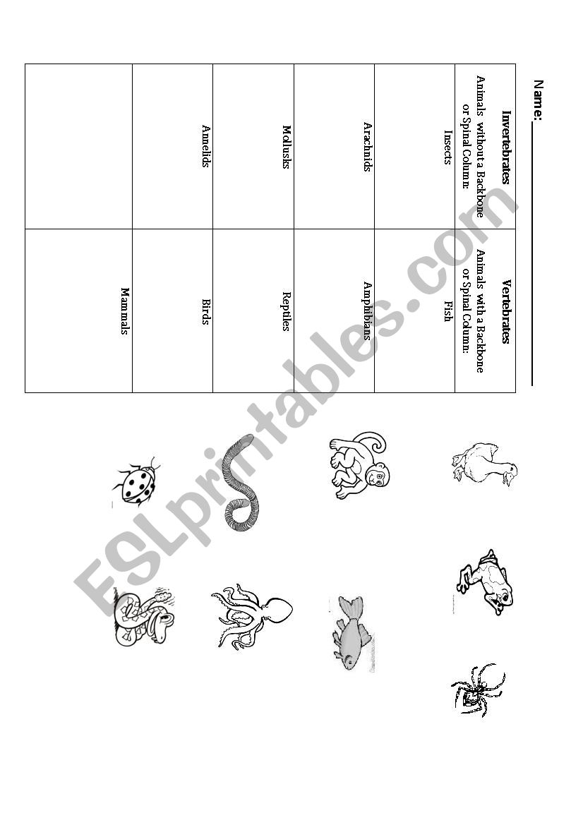 Vertebrates and Invertebrates worksheet