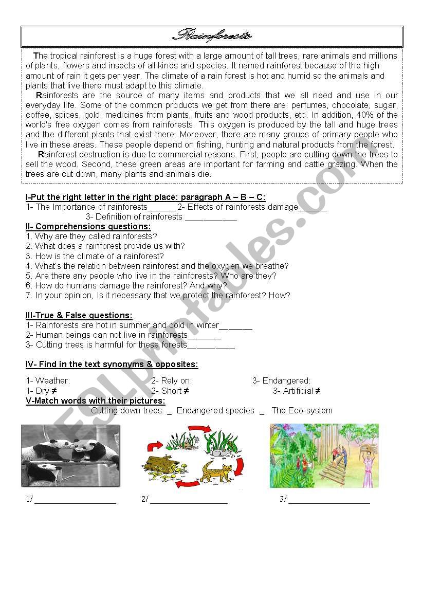 rainforests  worksheet