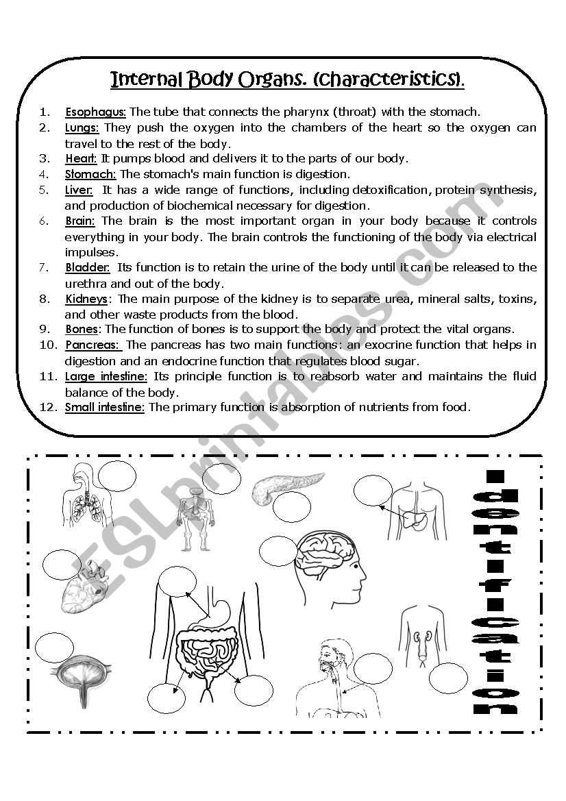 Internal Body Organs (FUNCTIONS)