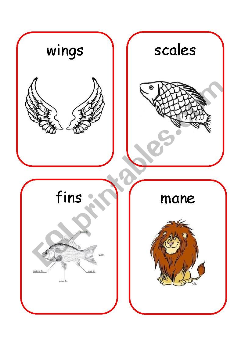 Animals Body Parts - 1 worksheet