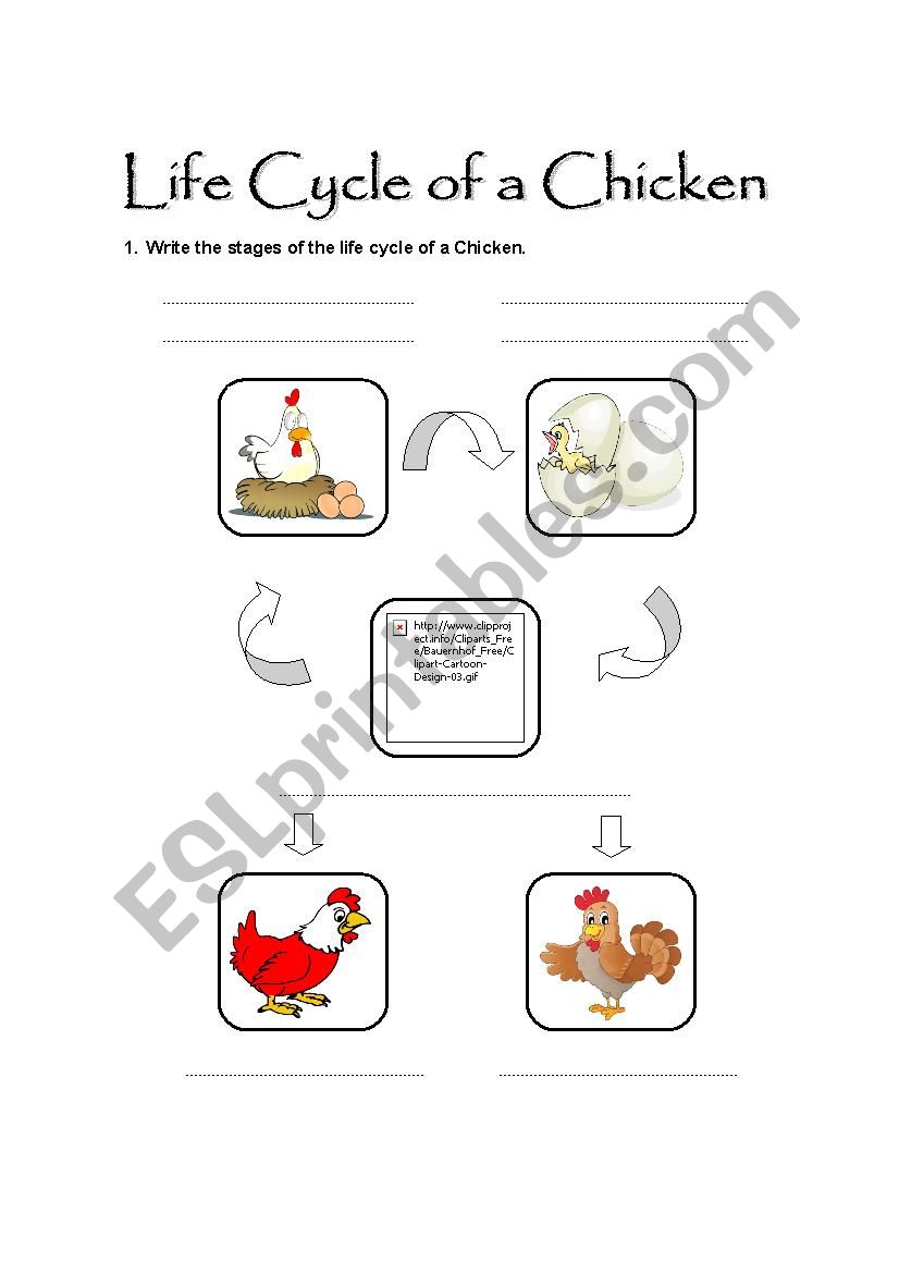 Life Cycle of a Chicken worksheet