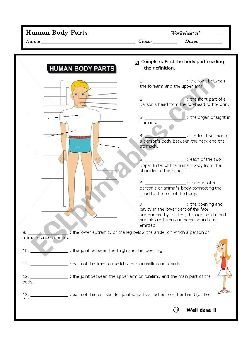 Body parts worksheet