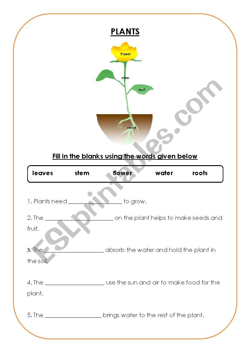 Plants worksheet