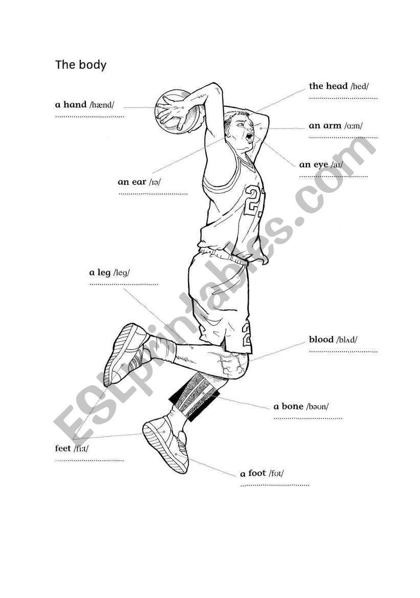 english-worksheets-body