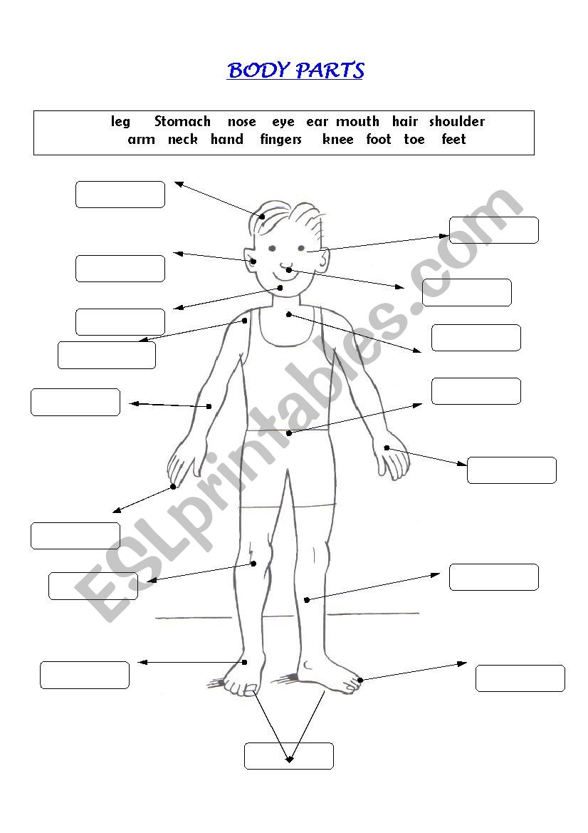 Body Parts worksheet