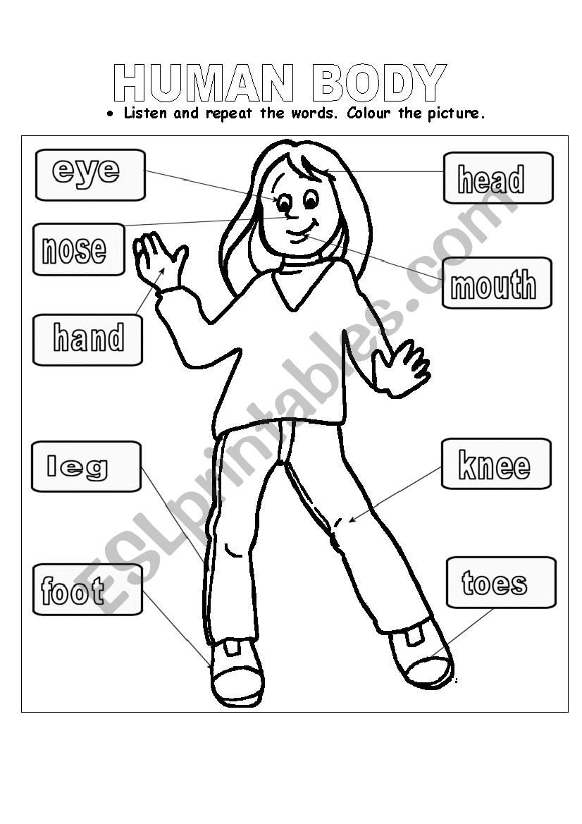Human Body ESL Worksheet By Lisbethml