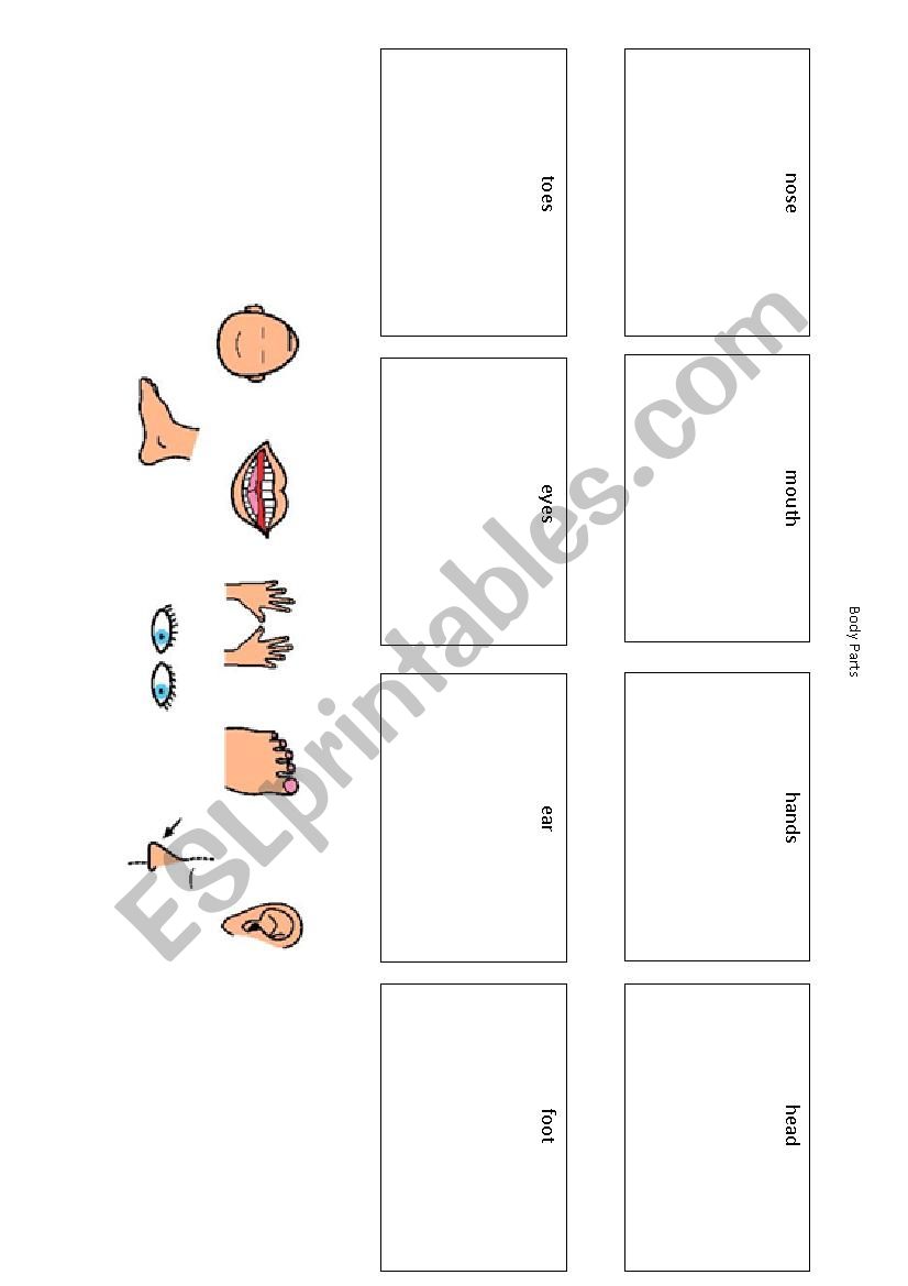 Body Parts worksheet