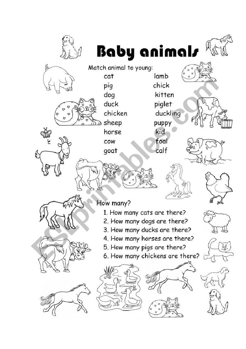 Baby animals worksheet