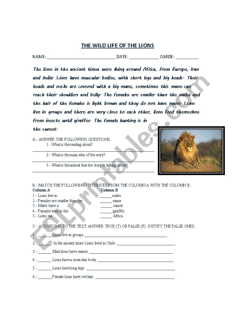 The wild life of the lions worksheet