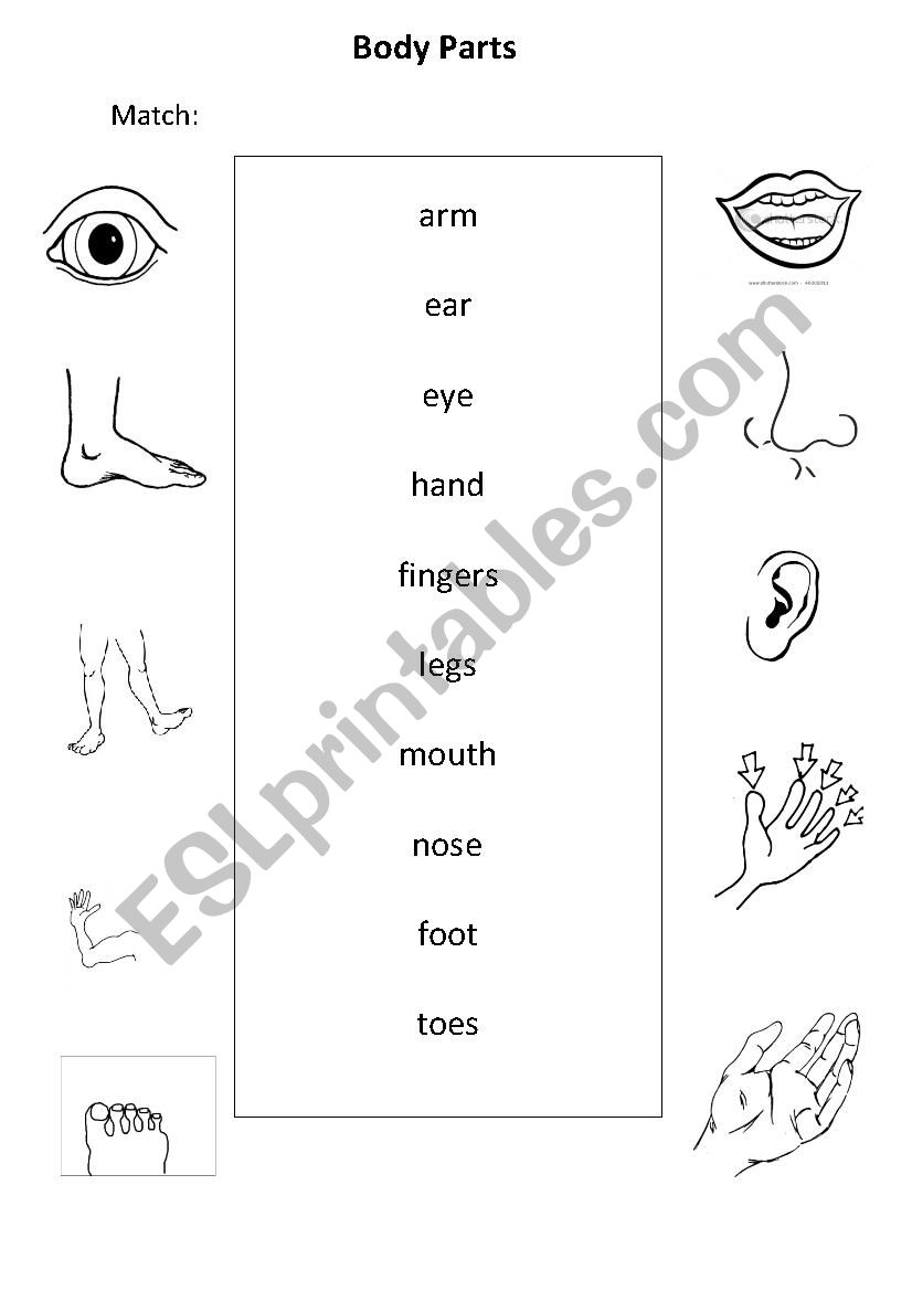 Body parts worksheet