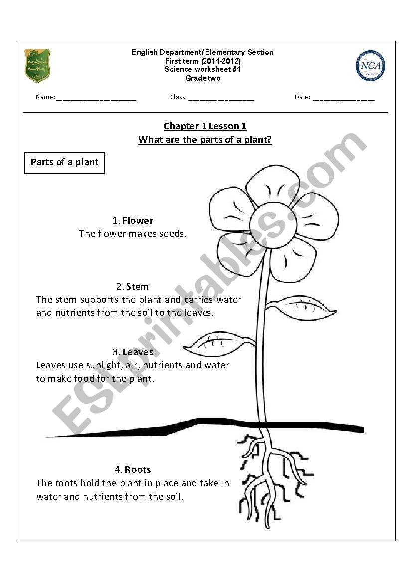 what are the parts of a plant?