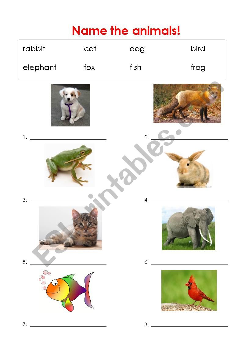 Animals - easy recognition  worksheet