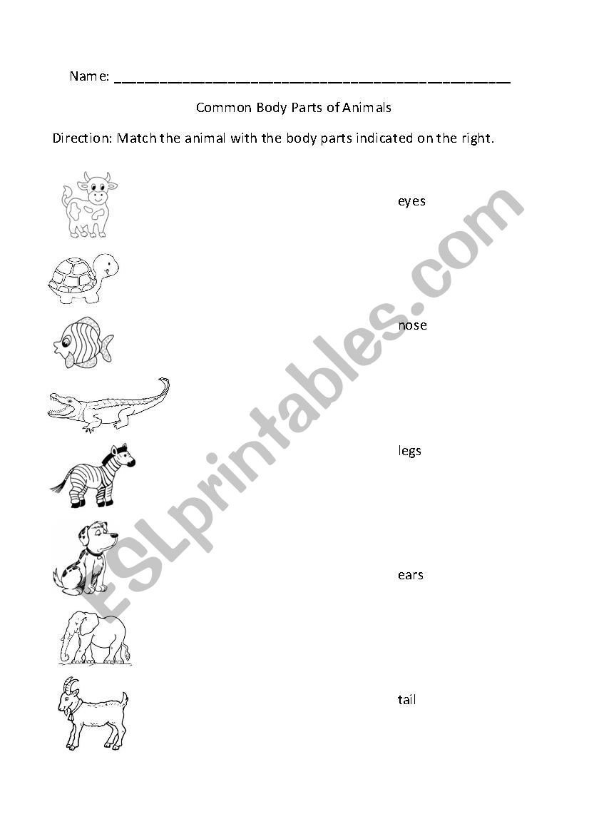 common body parts of animals worksheet