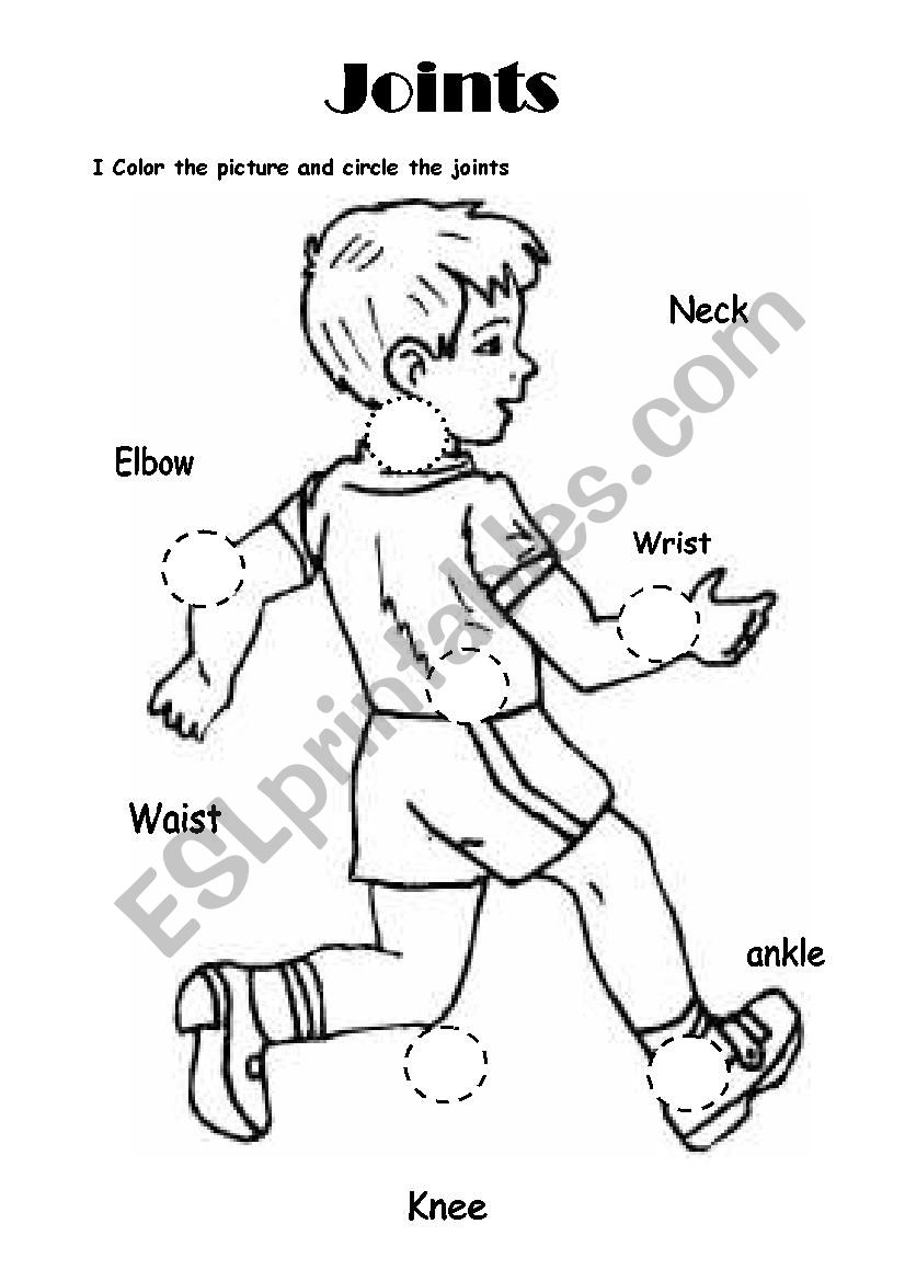 Science Joints worksheet