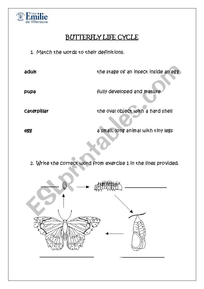 Butterfly Life Cycle worksheet