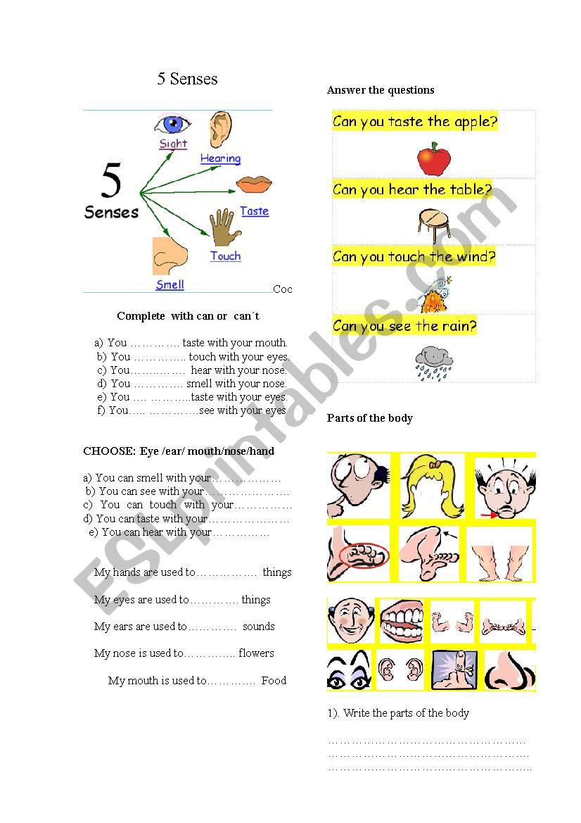 5 senses worksheet