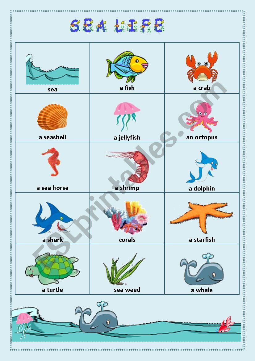 Sea Life/Vocabulary worksheet