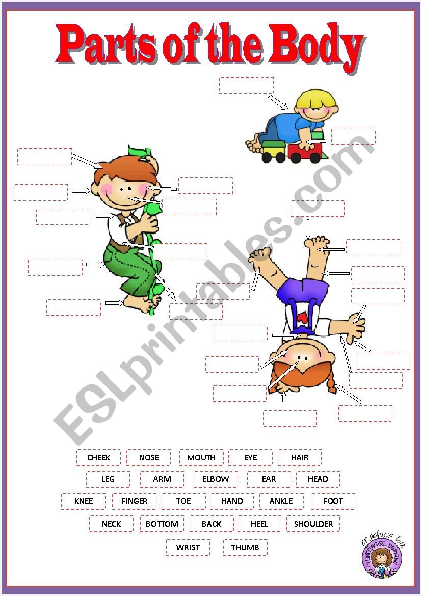 Parts of the body worksheet