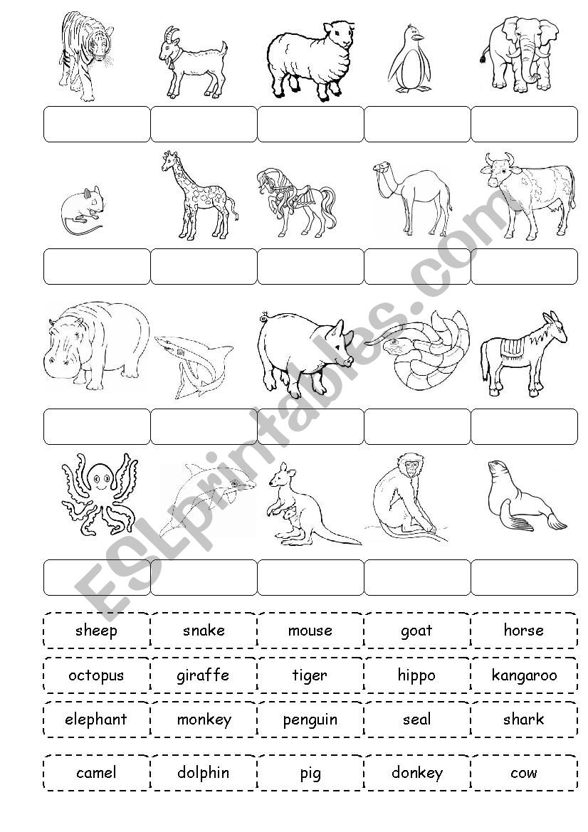 Animals worksheet