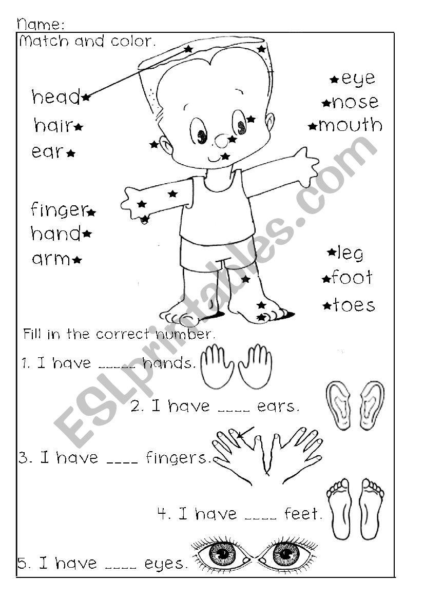 Parts Of The Body ESL Worksheet By Jessamay27