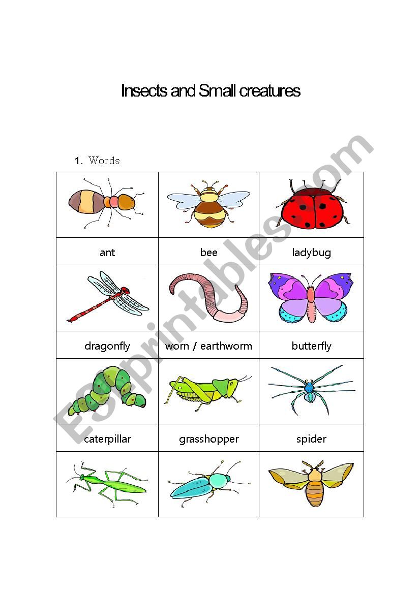 Insects worksheet