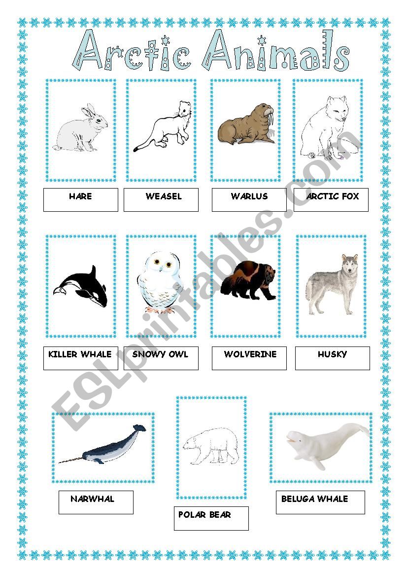 Arcitic Animals worksheet