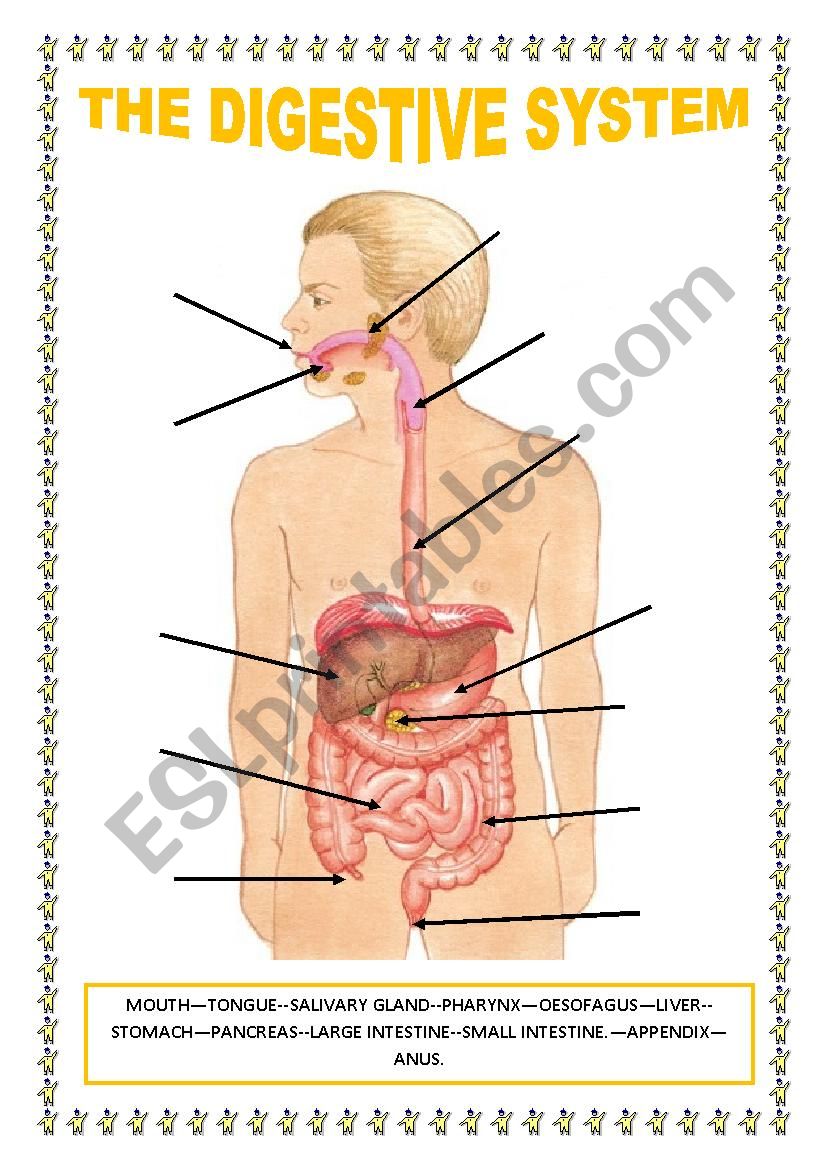 THE DIGESTIVE SYSTEM. THE RESPIRATORY SYSTEM. THE EXCRETORY SYSTEM.